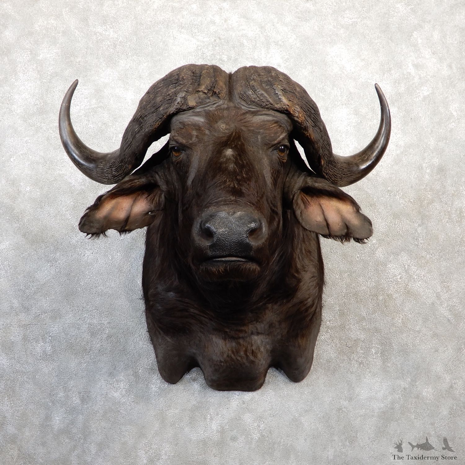 African Cape Buffalo Shoulder Mount For Sale #20037 @ The Taxidermy Store