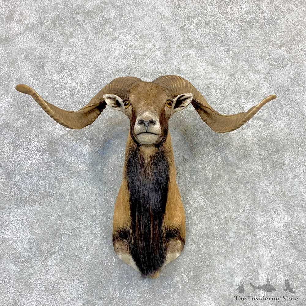 Corsican Ram Shoulder Mount For Sale #23118 @ The Taxidermy Store