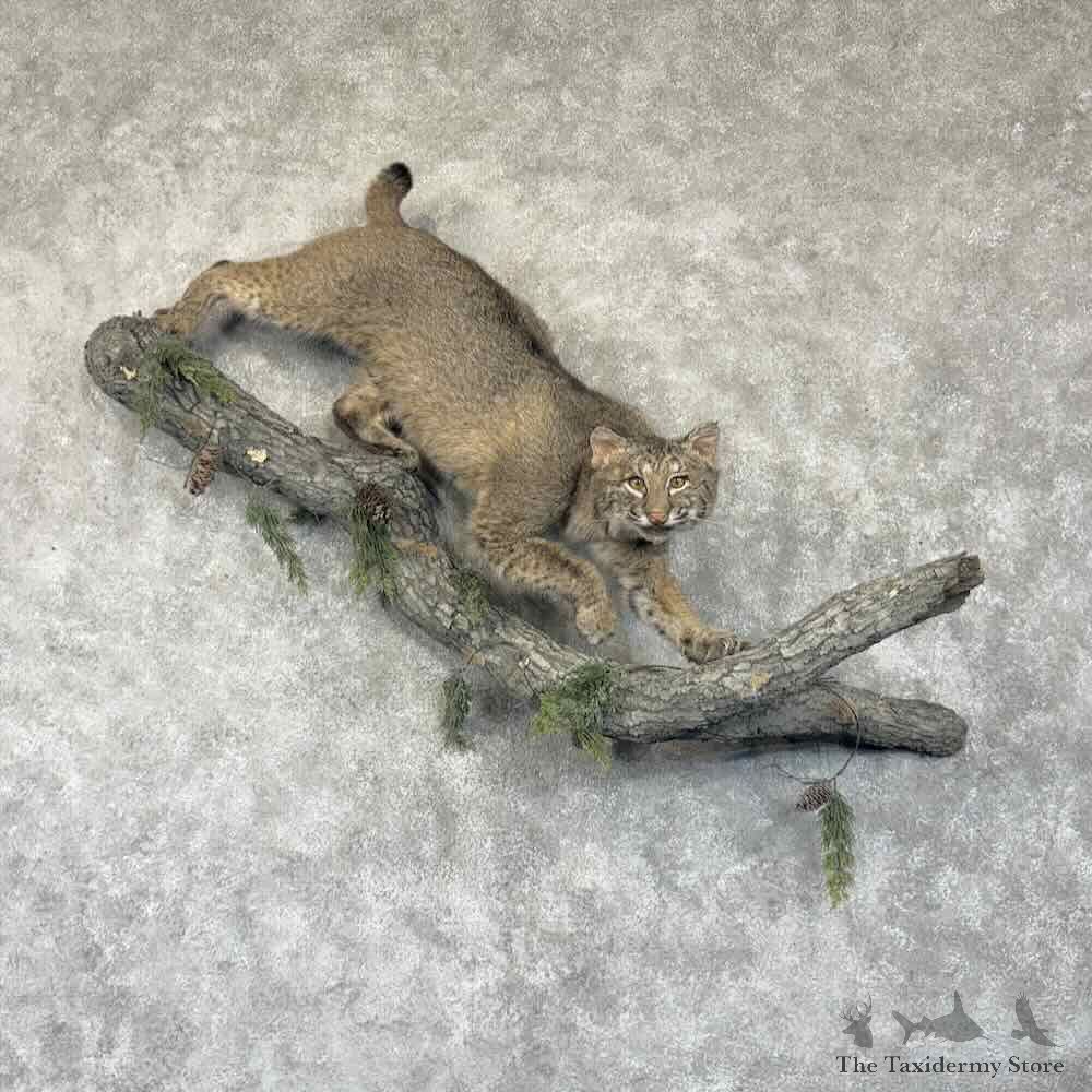Bobcat Life-Size Mount For Sale #30788 @ The Taxidermy Store