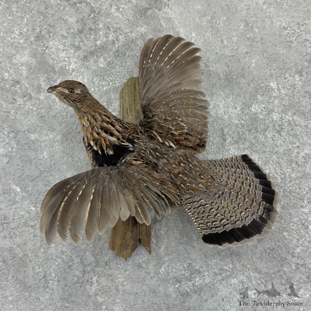 Ruffed Grouse Bird Mount For Sale #32436 @ The Taxidermy Store