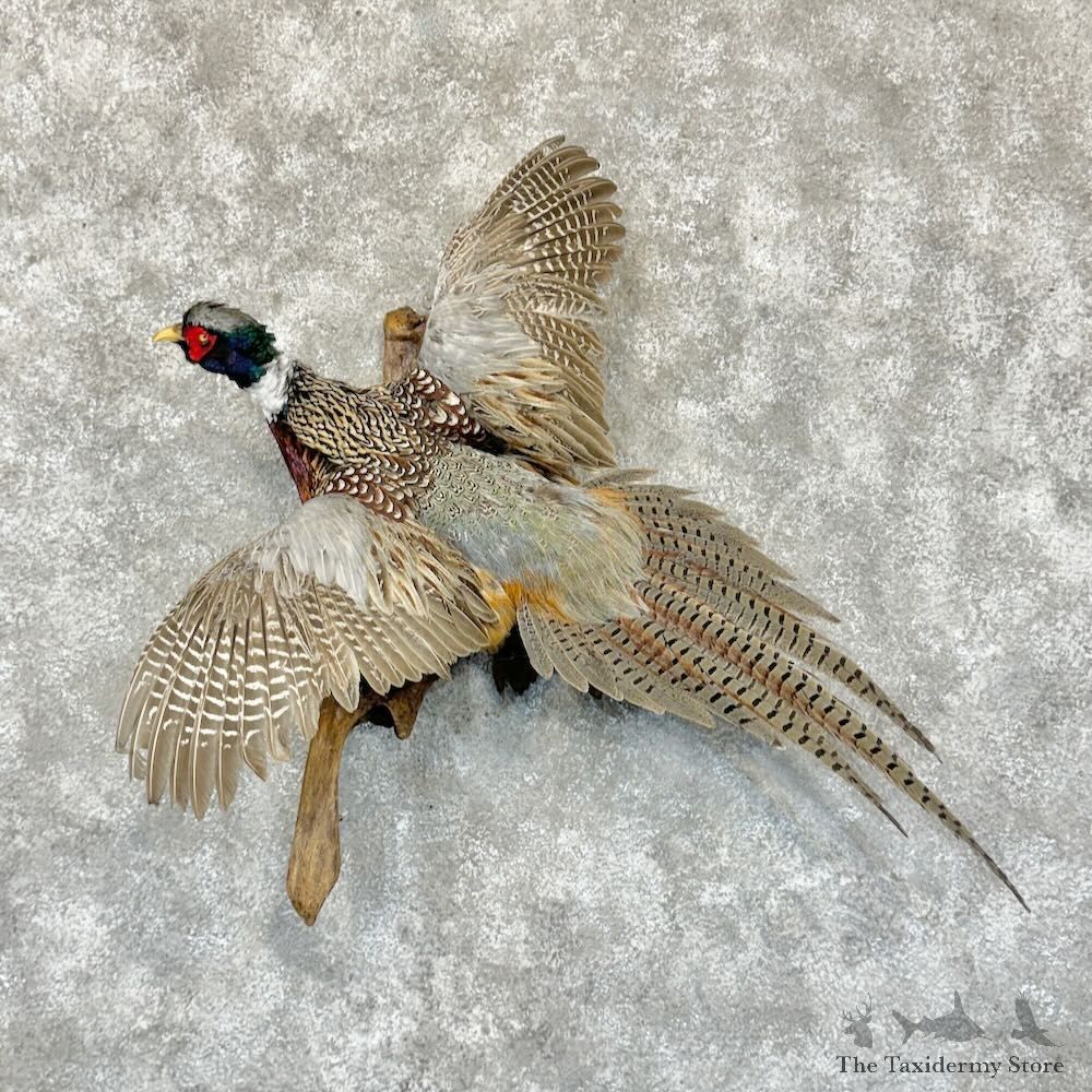 Ringneck Pheasant Bird Mount For Sale #29143 @ The Taxidermy Store
