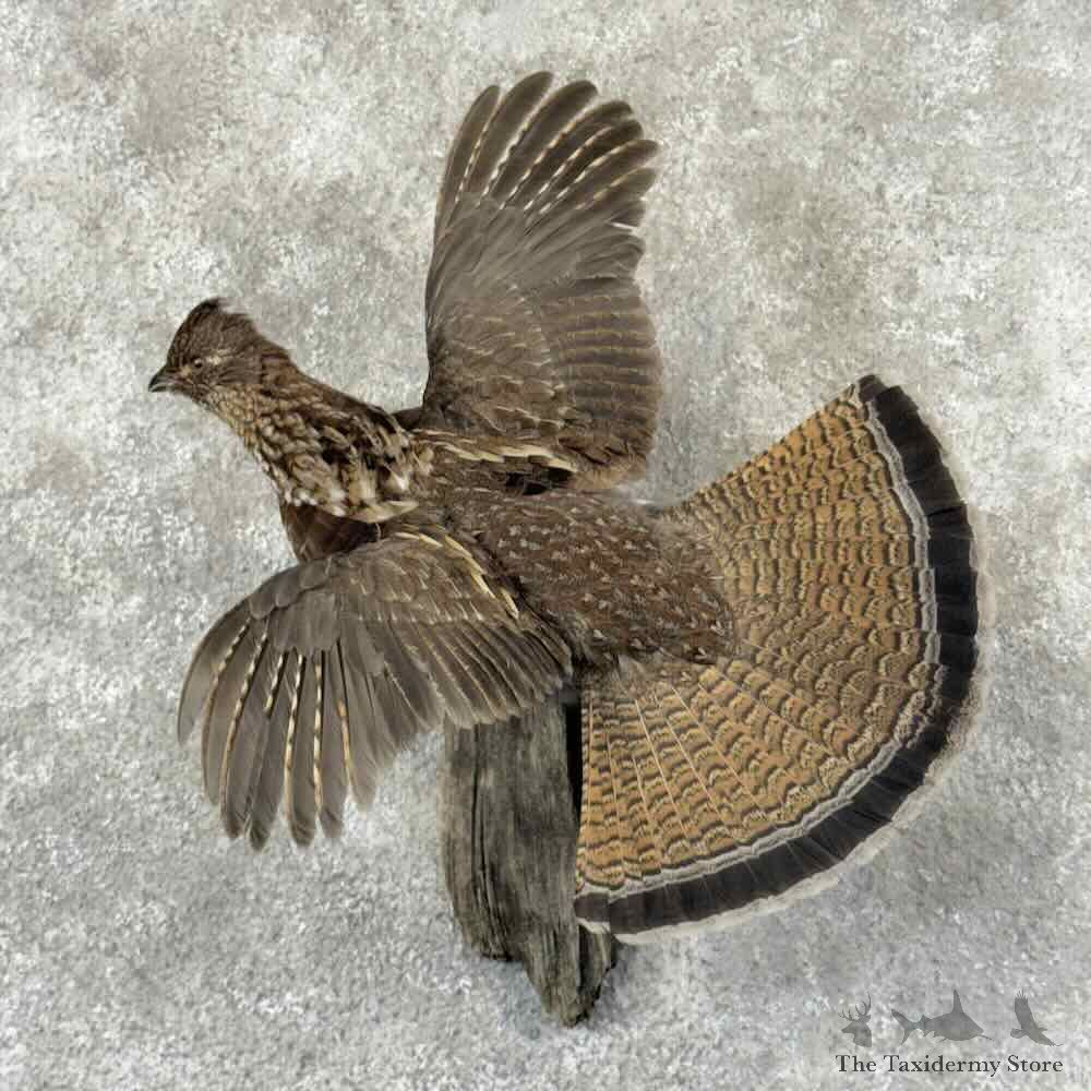 Ruffed Grouse Bird Mount For Sale #31857 @ The Taxidermy Store