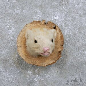 Piebald Mink Head Mount For Sale #14414 @ The Taxidermy Store