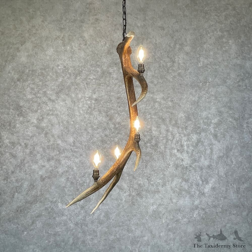 Elk Antler Chandelier For Sale #28734 @ The Taxidermy Store
