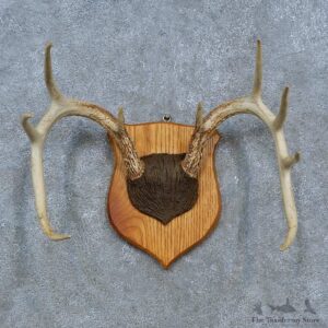 Whitetail Deer Antler Plaque Mount For Sale #15319 @ The Taxidermy Store