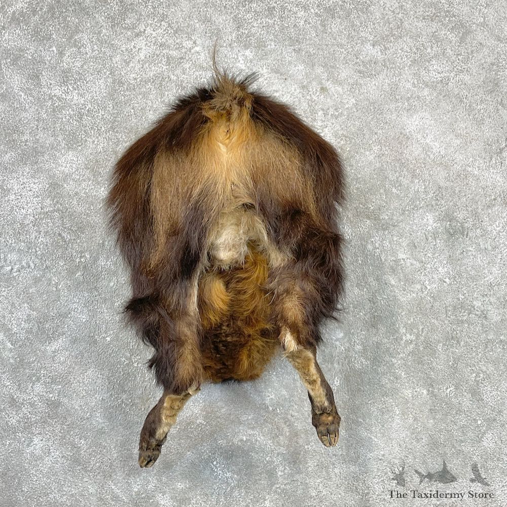 Himalayan Tahr Rear Mount For Sale #27083 @ The Taxidermy Store