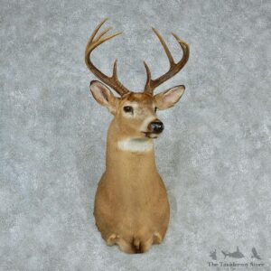 Whitetail Deer Shoulder Taxidermy Head Mount #12748 For Sale @ The Taxidermy Store