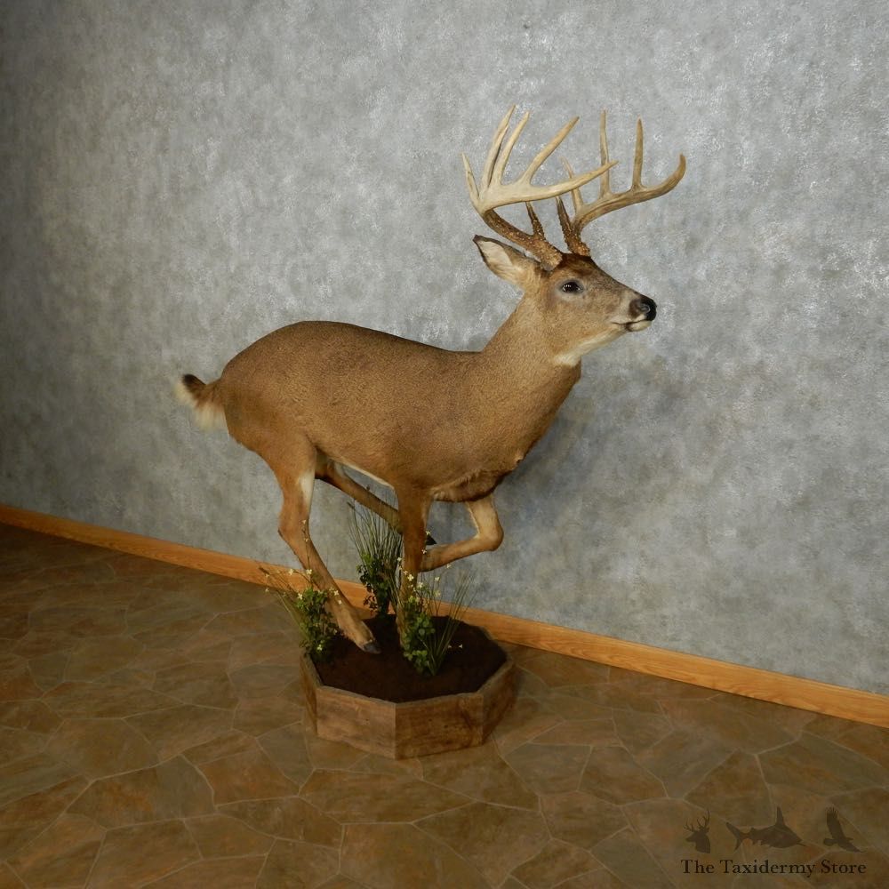 Whitetail Deer Life Size Mount For Sale #14062 @ The Taxidermy Store