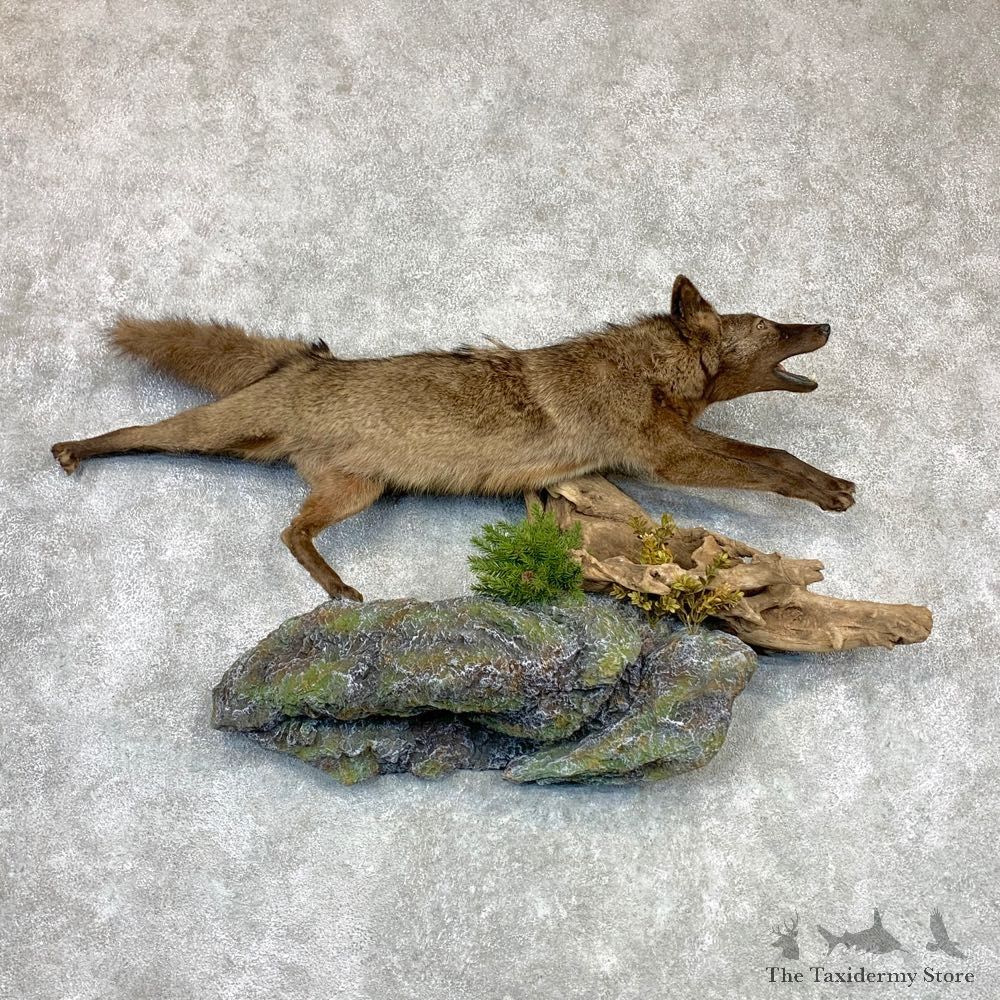 Black Coyote Life-Size Mount #23133 For Sale @ The Taxidermy Store