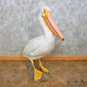 Pelican Replica Life-Size Mount For Sale #14526 @ The Taxidermy Store