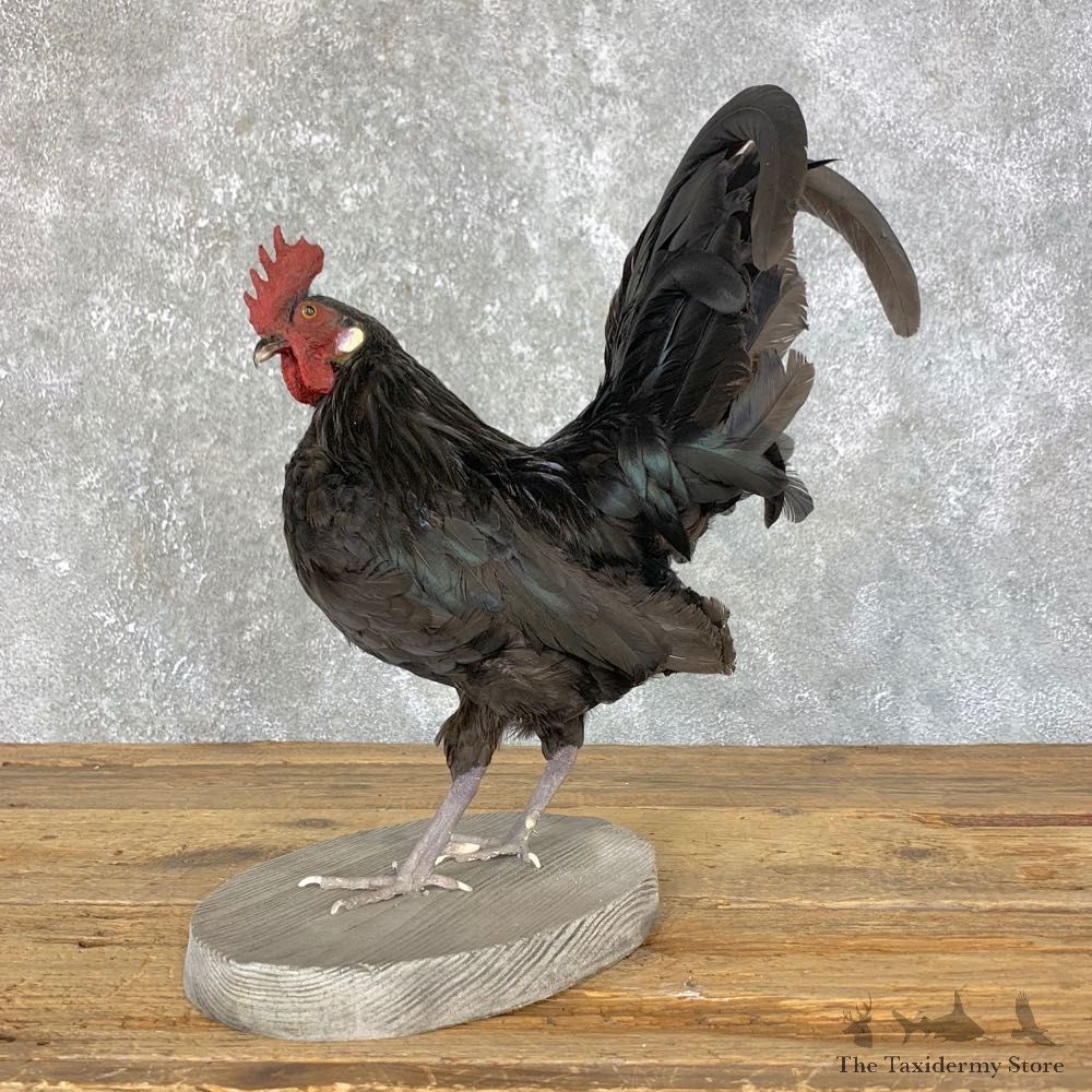 Domestic Chicken Rooster Bird Mount For Sale #23967 @ The Taxidermy Store