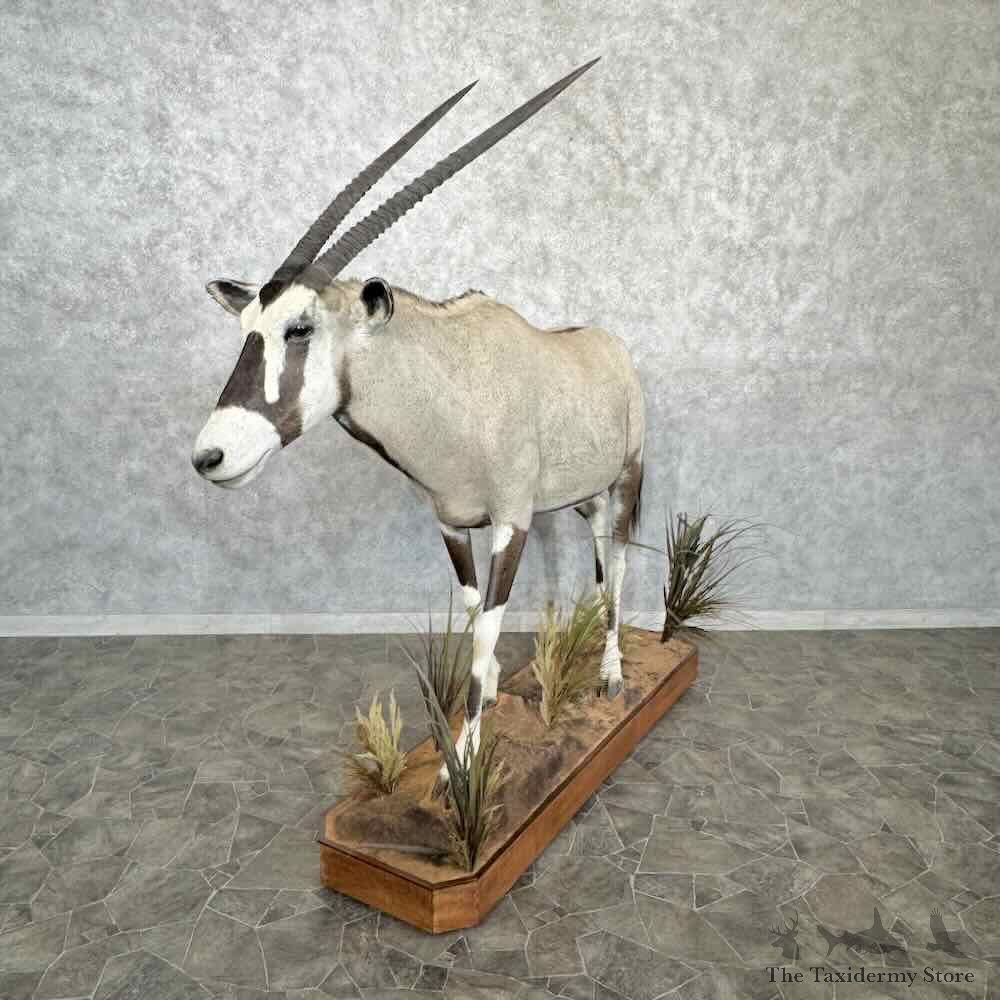Gemsbok Oryx Life-Size Mount For Sale #30380 @ The Taxidermy Store