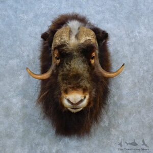 Muskox Shoulder Mount For Sale #15508 @ The Taxidermy Store