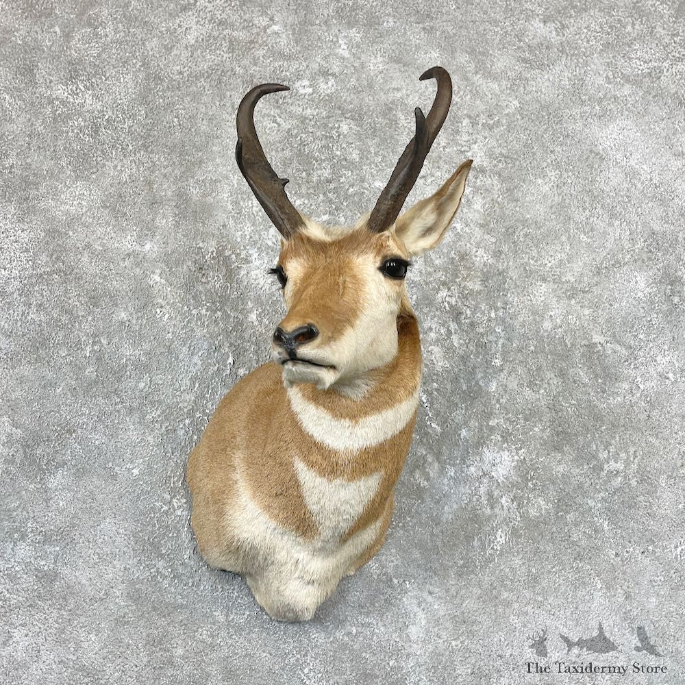 Pronghorn Taxidermy Shoulder Mount For Sale #26731 @ The Taxidermy Store