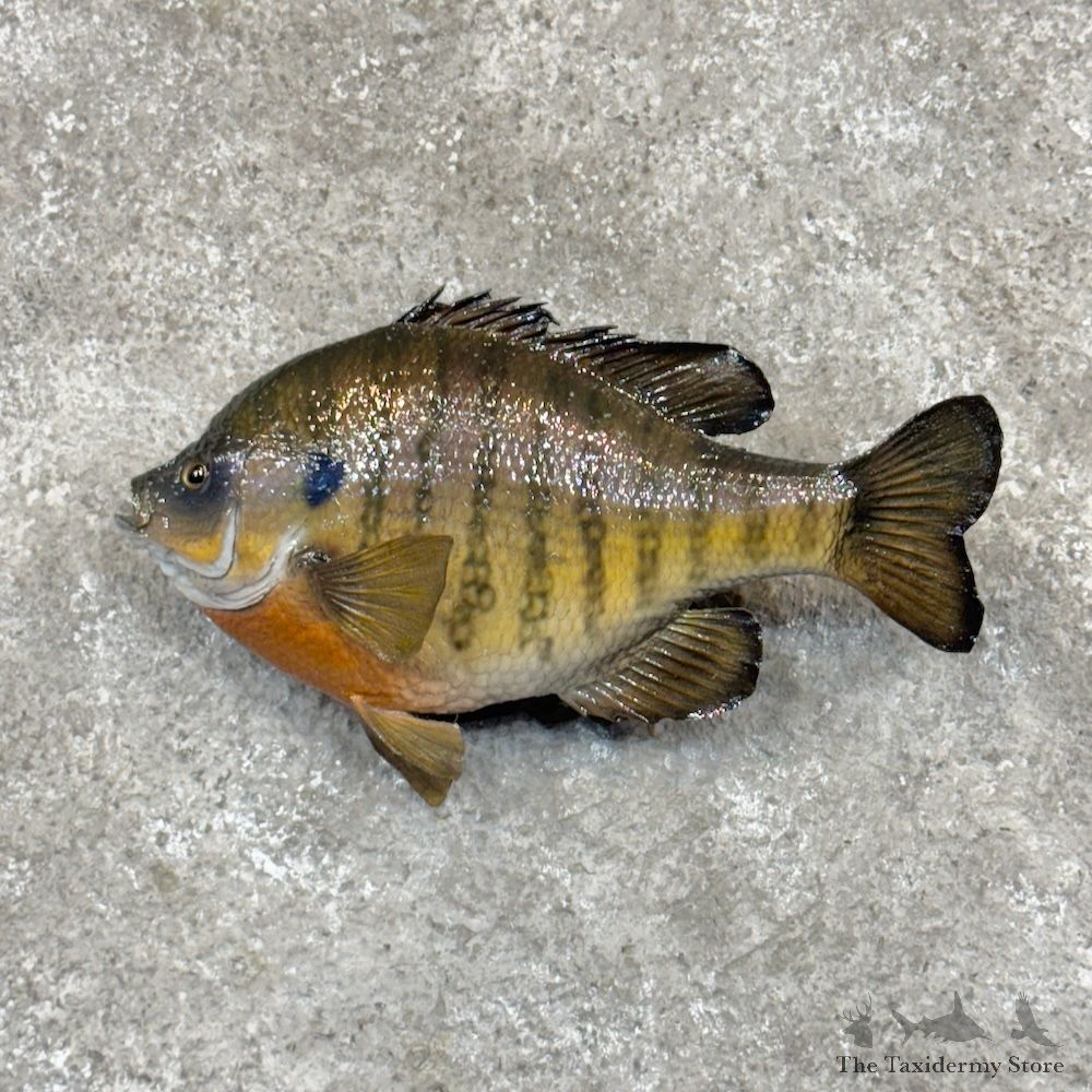 Bluegill Fish Mount For Sale #30274 @ The Taxidermy Store
