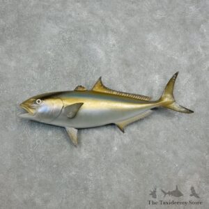 Amberjack Taxidermy Fish Mount #17809 For Sale @ The Taxidermy Store