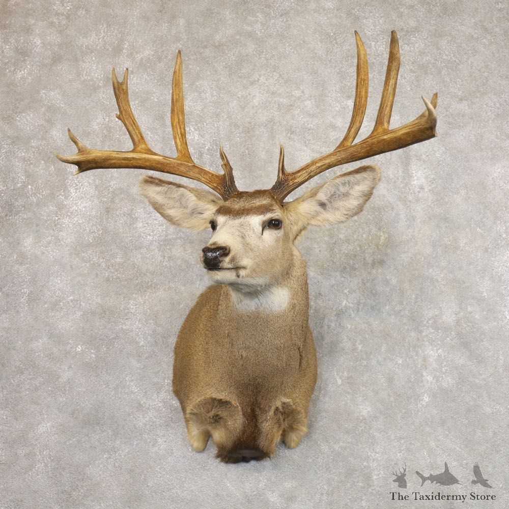 Mule Deer Shoulder Mount For Sale #22172 @ The Taxidermy Store