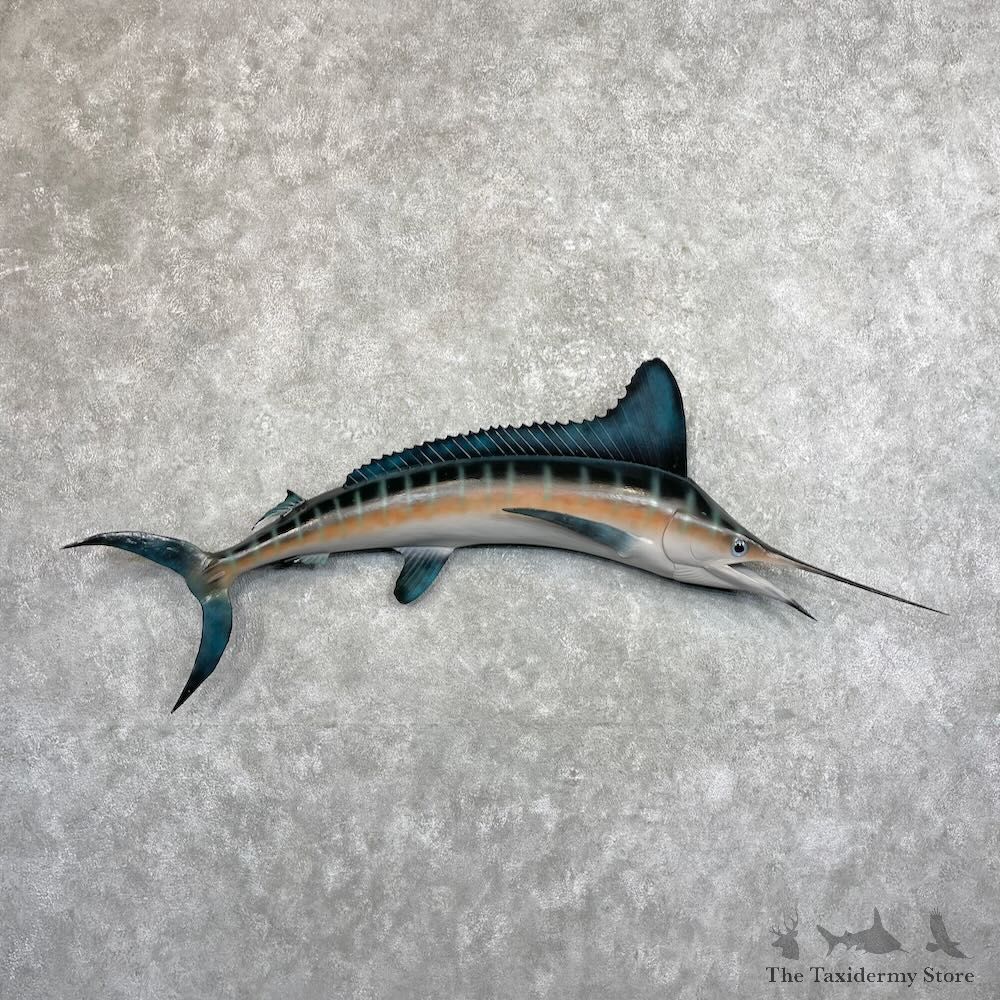 Blue Marlin Fish Mount For Sale #27509 @ The Taxidermy Store