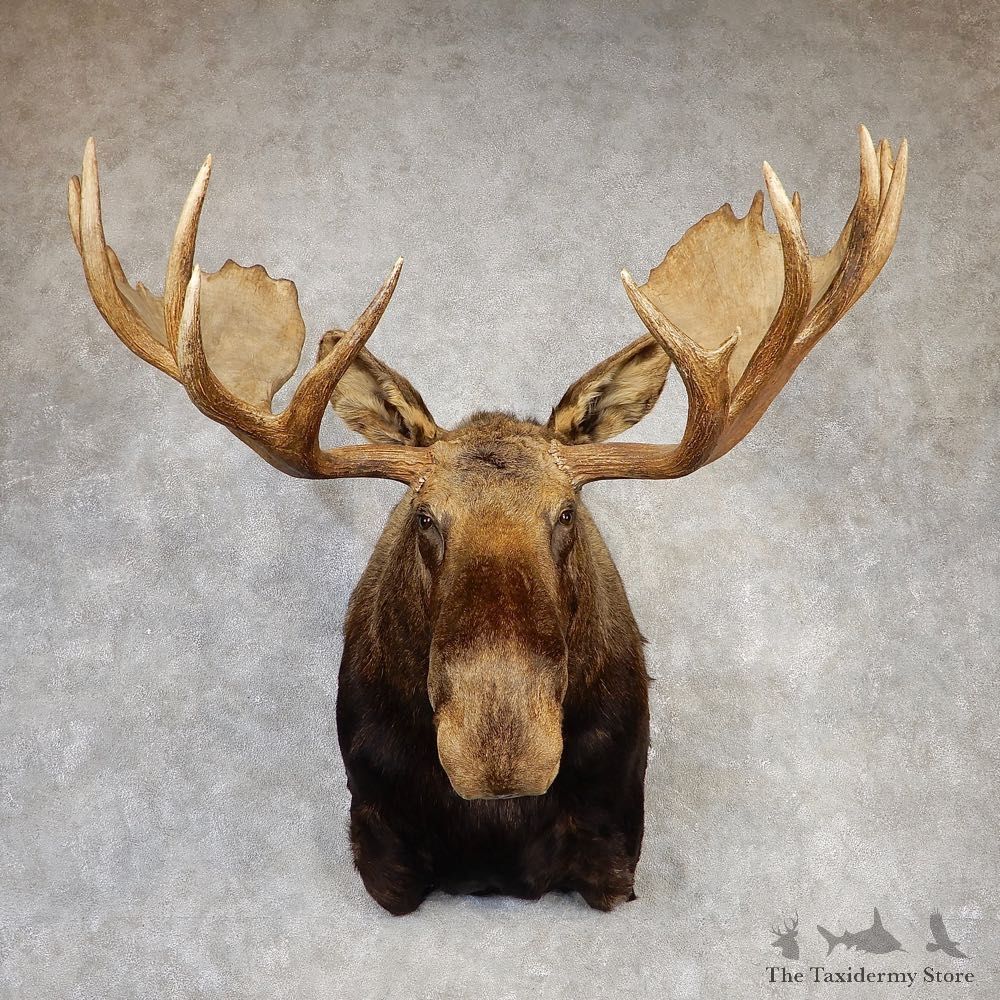Alaskan Yukon Moose Shoulder Mount For Sale #20426 @ The Taxidermy Store