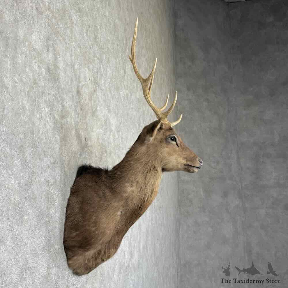 Sika Deer Shoulder Mount For Sale #31547 @ The Taxidermy Store