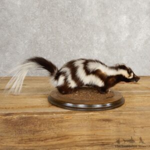 Spotted Skunk Life-Size Taxidermy Mount #21029 For Sale @ The Taxidermy Store