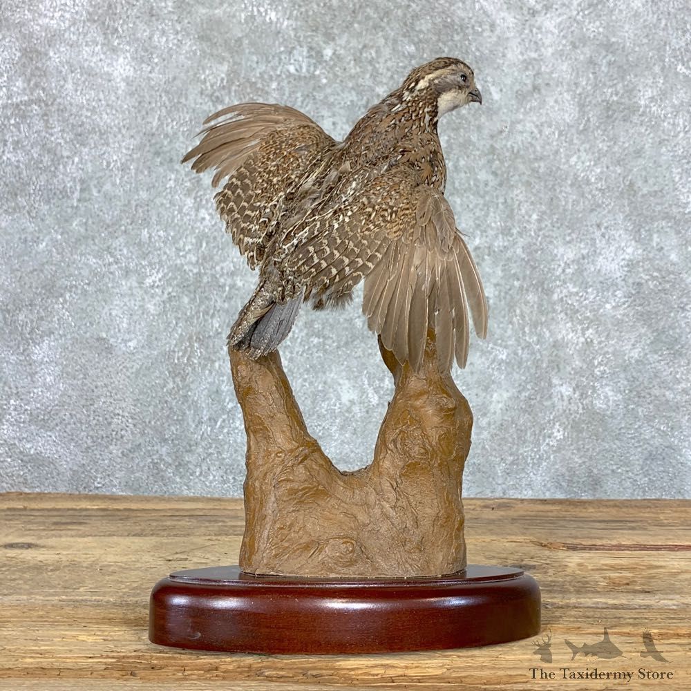 Bobwhite Quail Bird Mount For Sale #22969 @ The Taxidermy Store