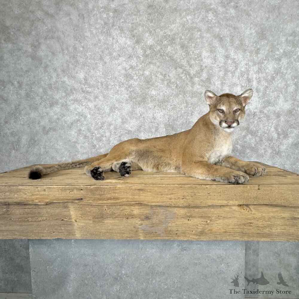 Mountain Lion Cougar Mount For Sale #32230 @ The Taxidermy Store