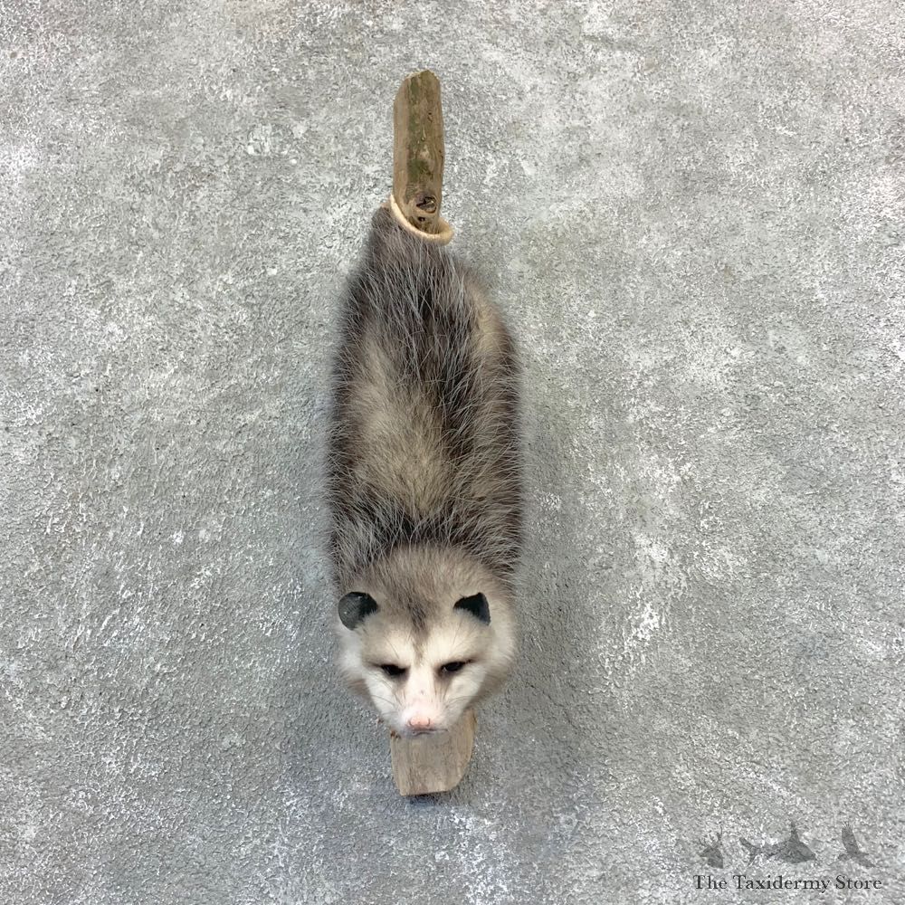 Wall Hanging Opossum Mount For Sale #23209 @ The Taxidermy Store