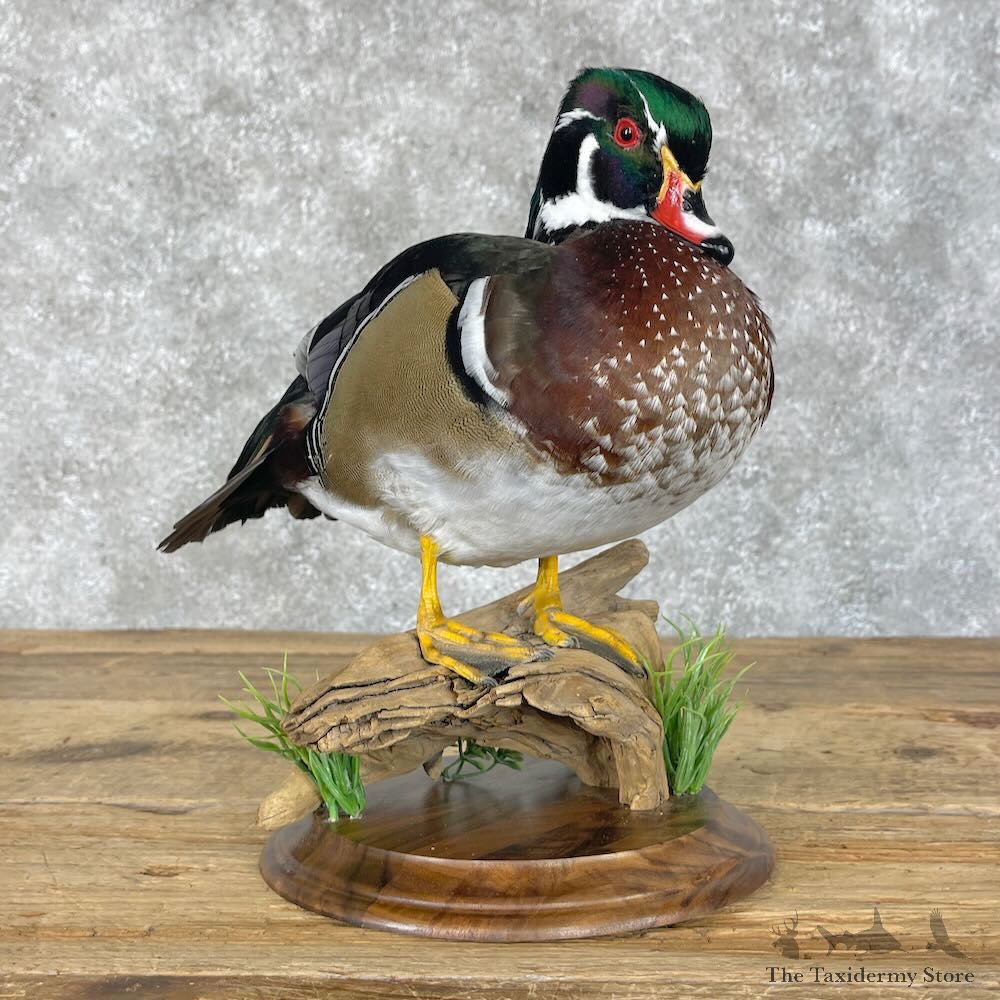 Wood Duck Bird Mount For Sale #28509 - The Taxidermy Store