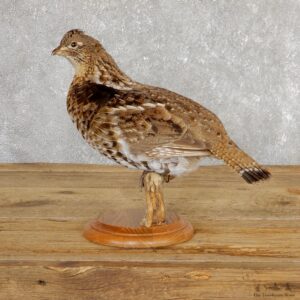 Ruffed Grouse Bird Mount For Sale #19773 @ The Taxidermy Store