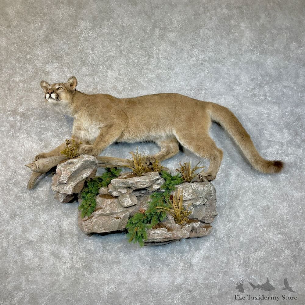 Mountain Lion Life-Size Mount For Sale #28385 @ The Taxidermy Store