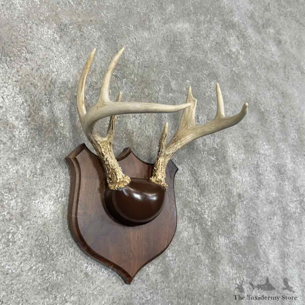 Whitetail Deer Antler Plaque Mount For Sale #30341 @ The Taxidermy Store