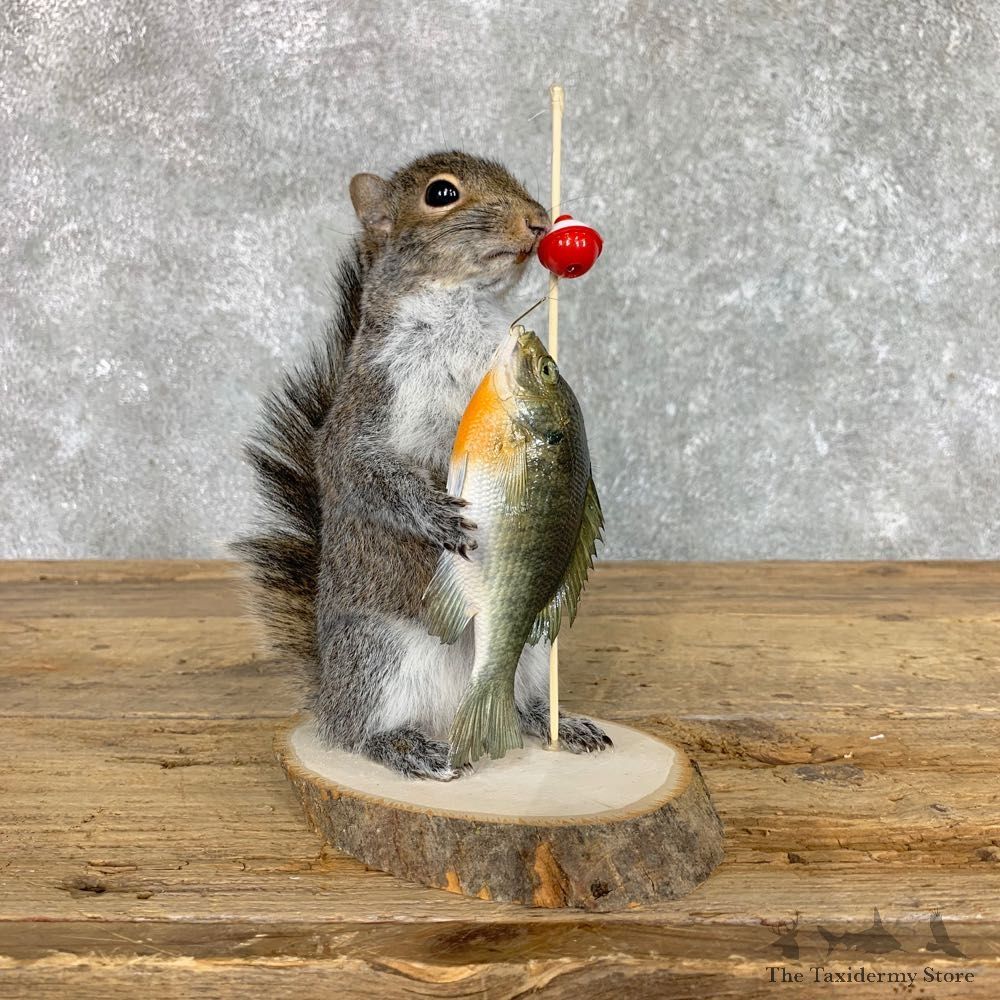 Fishing Squirrel Novelty Mount For Sale #22403 @ The Taxidermy Store
