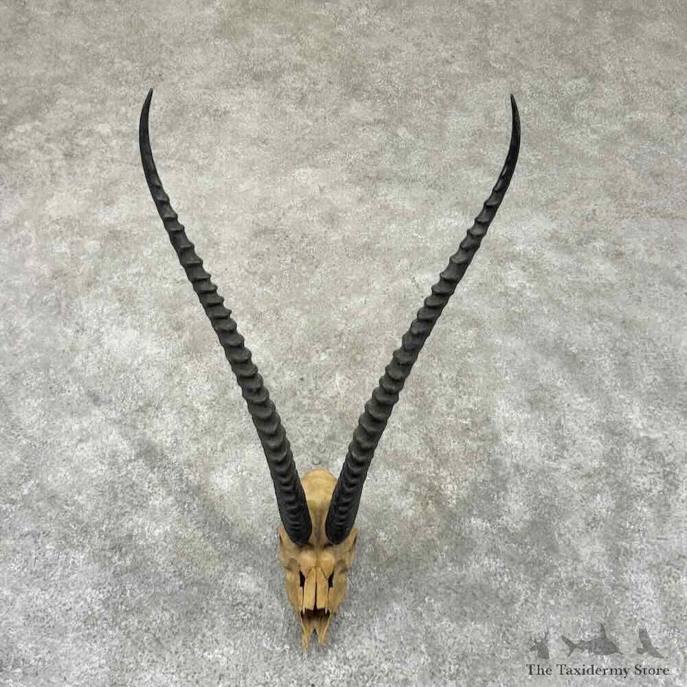 Southern Grants Gazelle Skull European Mount For Sale #32321 @ The Taxidermy Store