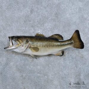 Largemouth Bass Fish Mount For Sale #14335 @ The Taxidermy Store