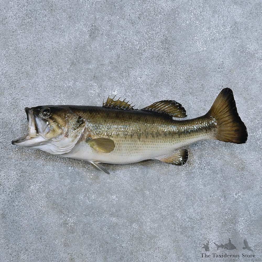 Largemouth Bass Fish Mount For Sale #14335 @ The Taxidermy Store