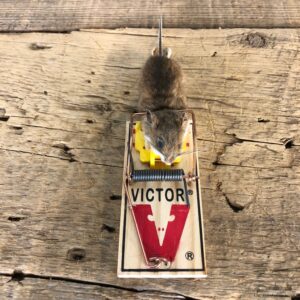 Mouse Trap Novelty Mount For Sale #19864 @ The Taxidermy Store