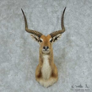 Kafue Flats Lechwe Shoulder Mount #13747 For Sale @ The Taxidermy Store