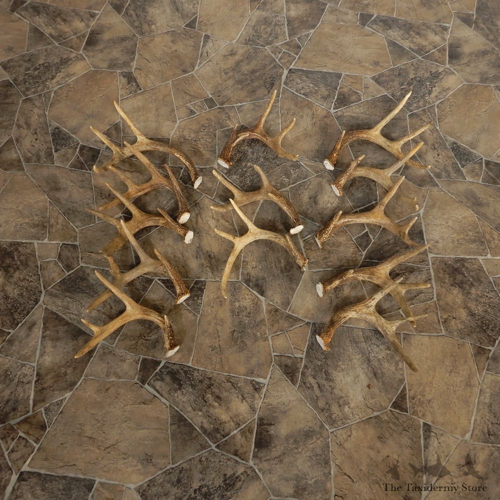 Whitetail Deer Antler Craft Pack For Sale #21332 @ The Taxidermy Store