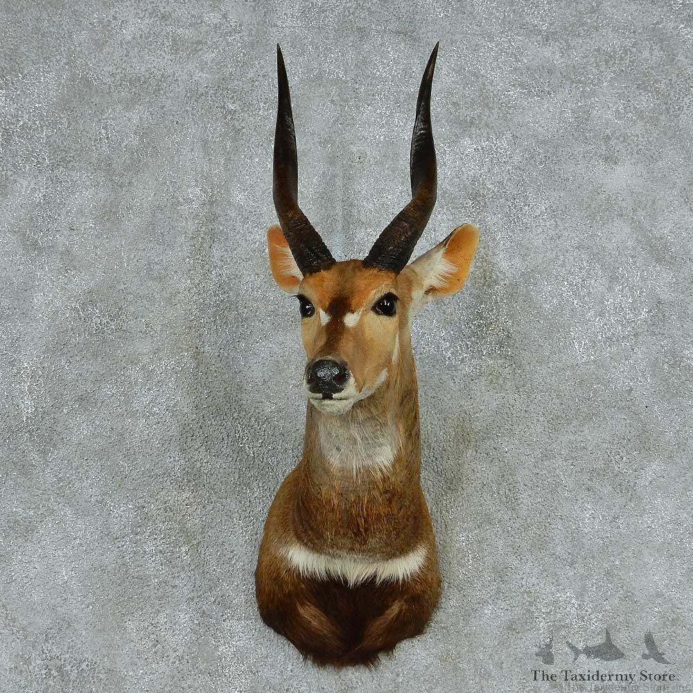 African Cape Bushbuck Shoulder Mount #13716 For Sale @ The Taxidermy Store