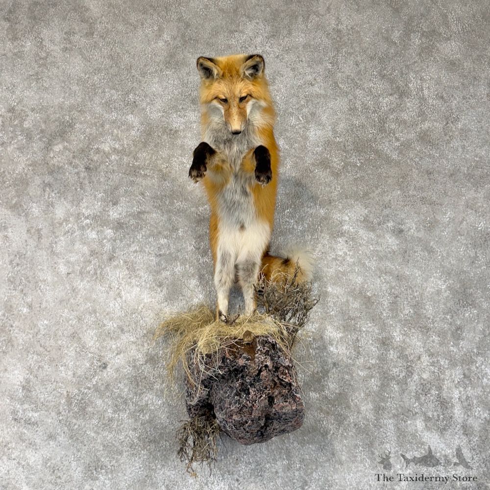 Red Fox Life-Size Mount For Sale #30229 @ The Taxidermy Store
