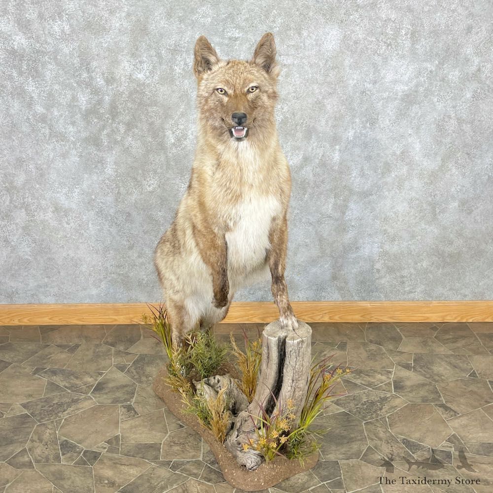 Coyote Life-Size Mount For Sale #26738 @ The Taxidermy Store