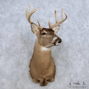 Whitetail Deer Shoulder Mount For Sale #14318 @ The Taxidermy Store