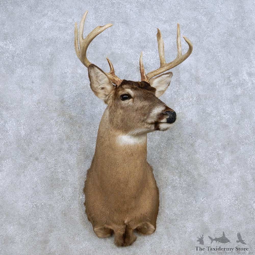 Whitetail Deer Shoulder Mount For Sale #14318 @ The Taxidermy Store