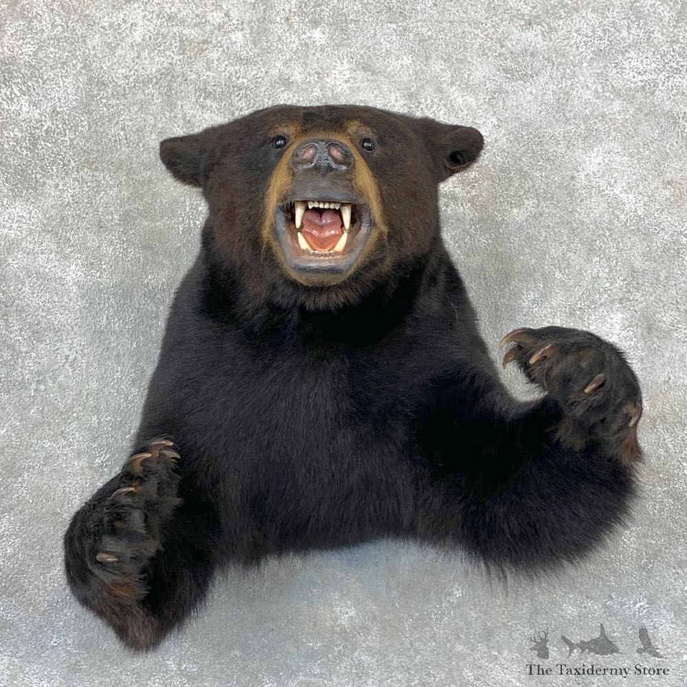 Black Bear 1/2-Life-Size Mount For Sale #23379 @ The Taxidermy Store