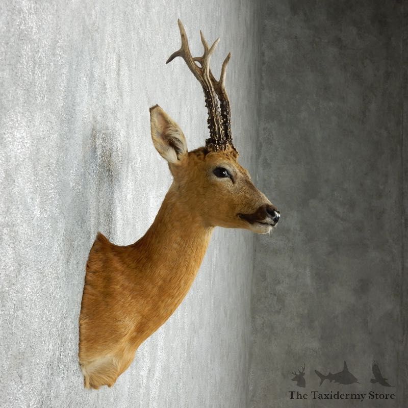 Roe Deer Taxidermy Mount For Sale #18060 @ The Taxidermy Store