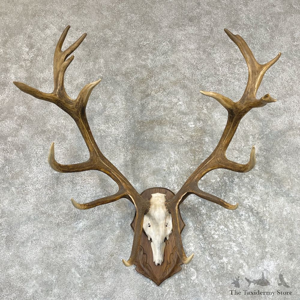 Red Deer Stag Skull Plaque Mount For Sale #26517 @ The Taxidermy Store