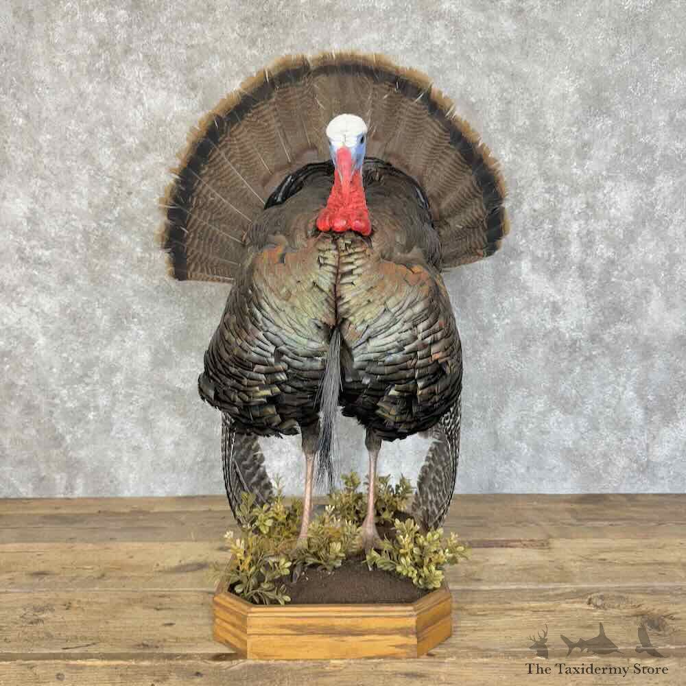 Eastern Turkey Bird Mount For Sale #31101 @ The Taxidermy Store
