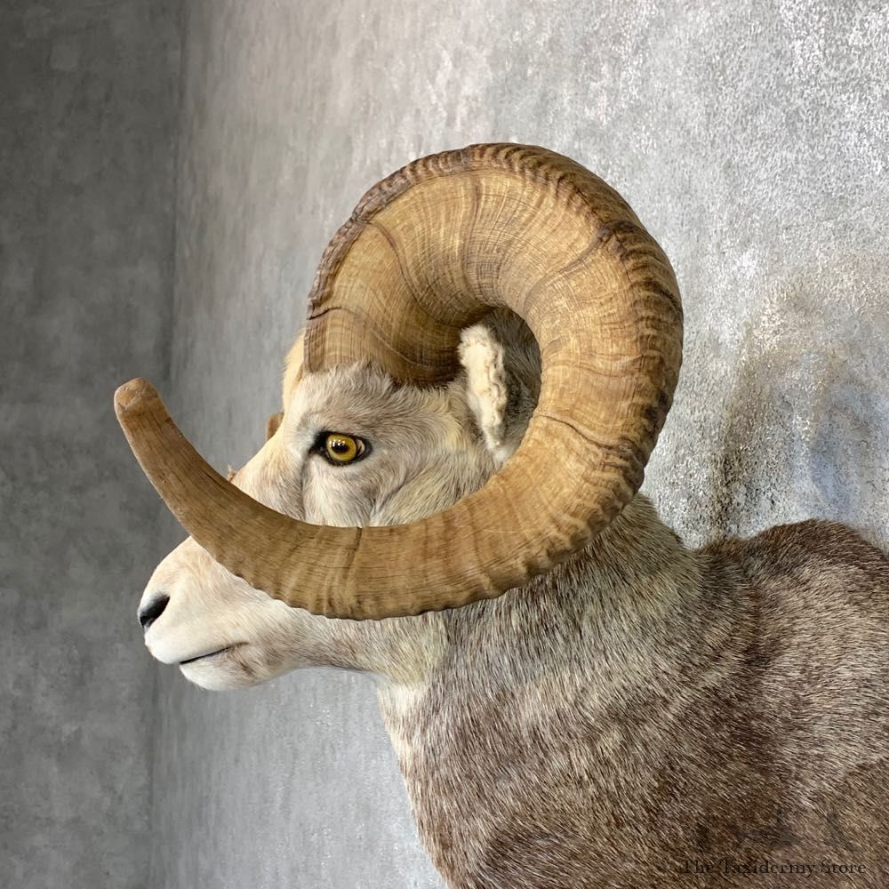 Stone Sheep Shoulder Mount For Sale #22738 @ The Taxidermy Store
