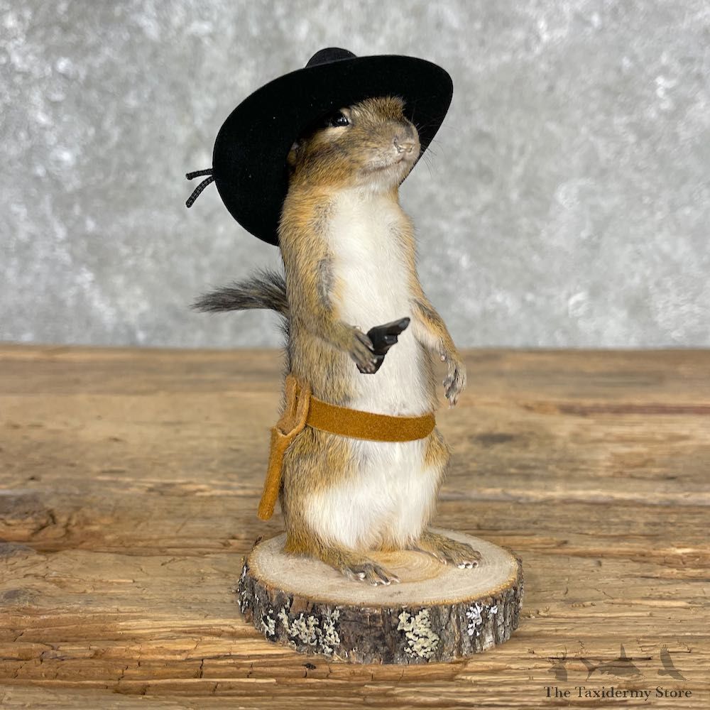 Cowboy Chipmunk Novelty Mount For Sale #25524 @ The Taxidermy Store